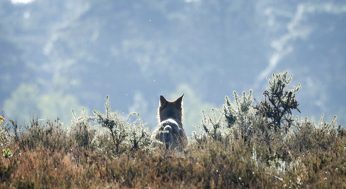 Marielle van Uitert, Probleemwolf Bram, Zilveren Camera 2025